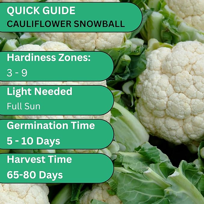Woods Creek Seeds: Snowball Cauliflower Seeds for Planting - Heirloom Variety with Compact White Heads - Fast-Growing Cauliflower Seeds - Non-GMO, High Germination, Home Garden Favorite