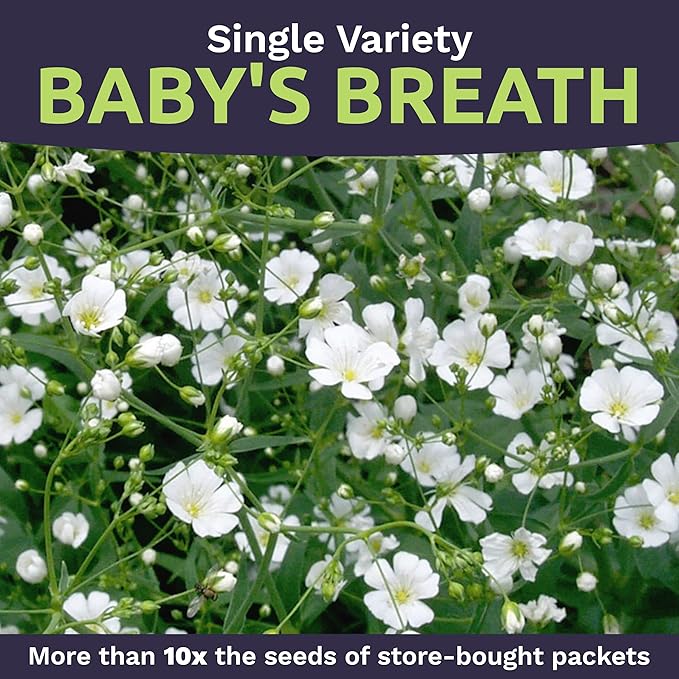 Showy Baby's Breath Seeds – Bulk Quarter Pound Bag – Over 80,000 Open Pollinated Non-GMO Wildflower Seeds – Gypsophila elegans – Quick Blooming White Flowers