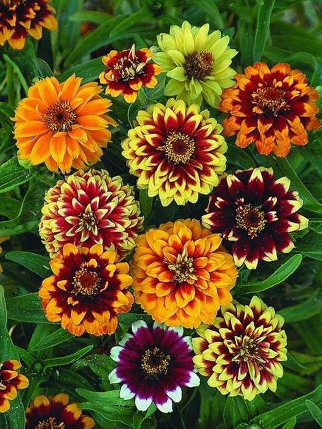 100 Persian Carpet Mix Zinnia Seeds for Planting Mexican Zinnia 1/4+ gram of Seeds Non GMO Heirloom USA Harvested pollinator bee Butterfly
