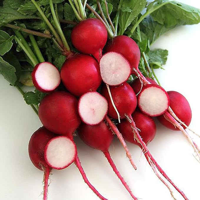 Crimson Giant Radish Seeds - 1 LB ~42,000 Seeds - Heirloom, Open Pollinated, Non-GMO, Farm & Vegetable Gardening Seed