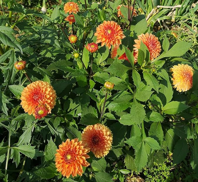 Rare Mix Dahlia Pompon Flower Seeds Colorful Variabilis Beautiful Annual Outdoor Lawn Plant Bonsai Flowering Seeds Bloom 100pcs