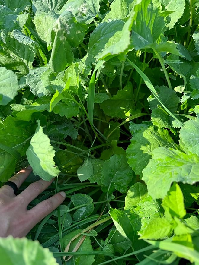 Complete 1 Food Plot Seed Mix for Deer, 1/4 Acre or 1 Acre, One Mix Covers All The Bases, Cereal Grains, Brassicas, Clovers, Legumes, Early Season Blend