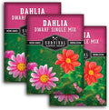Dwarf Single Mix Dahlia Seeds for Planting - Compact Colorful Blooms for Beds, Borders & Containers - Easy-Grow Flower Variety - Heirloom Non-GMO - Survival Garden Seeds (3 Packs)