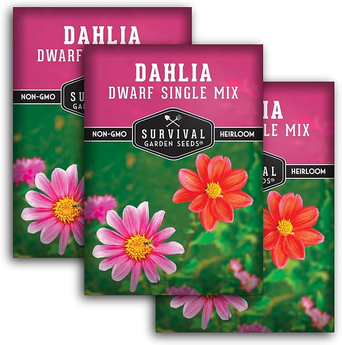 Dwarf Single Mix Dahlia Seeds for Planting - Compact Colorful Blooms for Beds, Borders & Containers - Easy-Grow Flower Variety - Heirloom Non-GMO - Survival Garden Seeds (3 Packs)