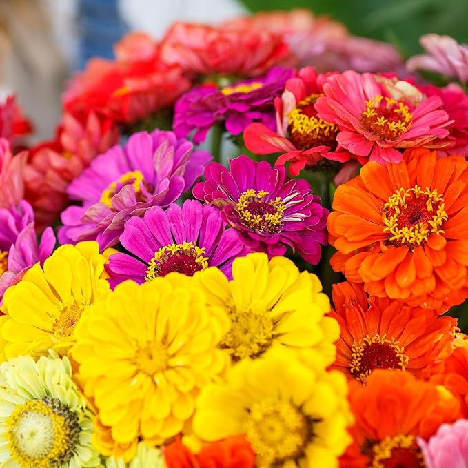 Eden Brothers Zinnia Seeds - Over The Rainbow Mix, Non-GMO Seeds for Planting, 1 oz | Low-Maintenance Flower Seeds, Plant During Spring, Zones 3, 4, 5, 6, 7, 8, 9, 10