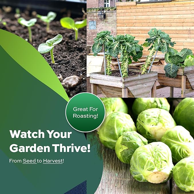 500 Brussel Sprout Seeds for Planting – Catskill (Heirloom, Non-GMO) – USA Grown Vegetable Seeds