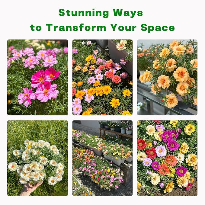 Portulaca Grandiflora & Moss Rose Seeds | 10,000+ Annual Non-GMO Heirloom Seeds for Planting Moss Roses, Rock Gardens & Climbing Roses | High Germination, Beginner-Friendly