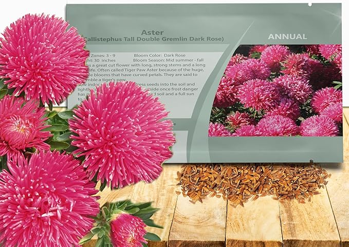Outsidepride Gremlin Aster Seeds - 2000 Pcs. Annual, Hardy & Pollinator Friendly Flower Seeds for Planting Vibrant Dark Rose Blooms and Oval-Shaped Leaves, Great for Meadows & Aesthetic Gardens