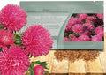 Outsidepride Gremlin Aster Seeds - 1000 Pcs. Annual, Hardy & Pollinator Friendly Flower Seeds for Planting Vibrant Dark Rose Blooms and Oval-Shaped Leaves, Great for Meadows & Aesthetic Gardens