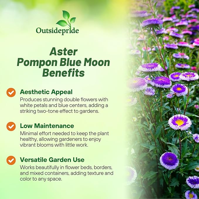 Outsidepride Tall Pompon Blue Moon Aster Seeds - 2000 Pcs. Annual, Hardy & Pollinator Friendly Flower Seeds for Planting Vibrant Disc-Shaped White-Blue Blooms, Ideal for Meadows & Aesthetic Gardens