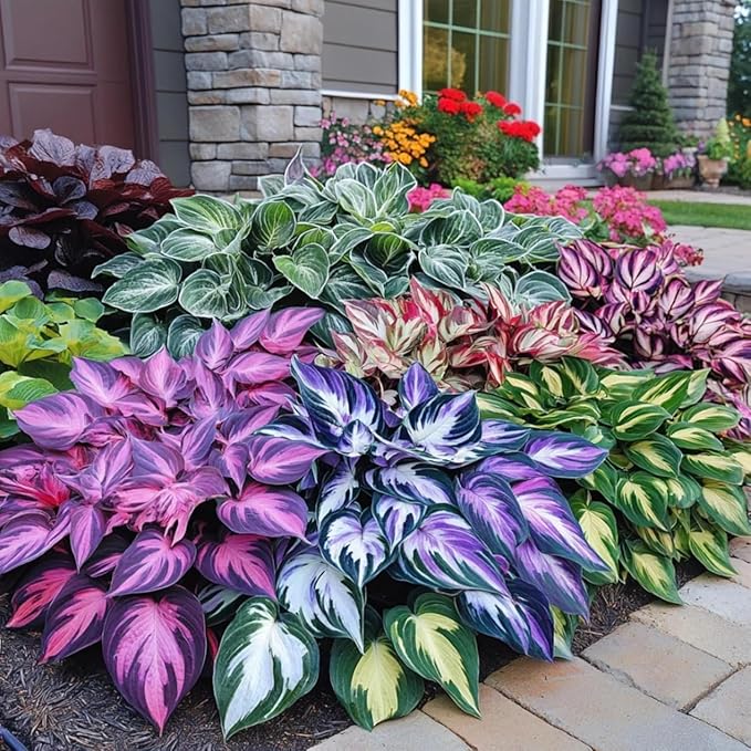 400+ Perennial Rare Hosta Seeds Heart-Shaped Hosta Bare Roots - Rich Foliage, Heart Shaped Leaves, Outdoor Garden Attract Pollinators Bonsai Decoration