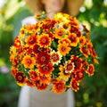 Eden Brothers Zinnia Seeds - Old Mexico, Non-GMO Seeds for Planting, Packet | Low-Maintenance Flower Seeds, Plant During Spring, Zones 3, 4, 5, 6, 7, 8, 9, 10