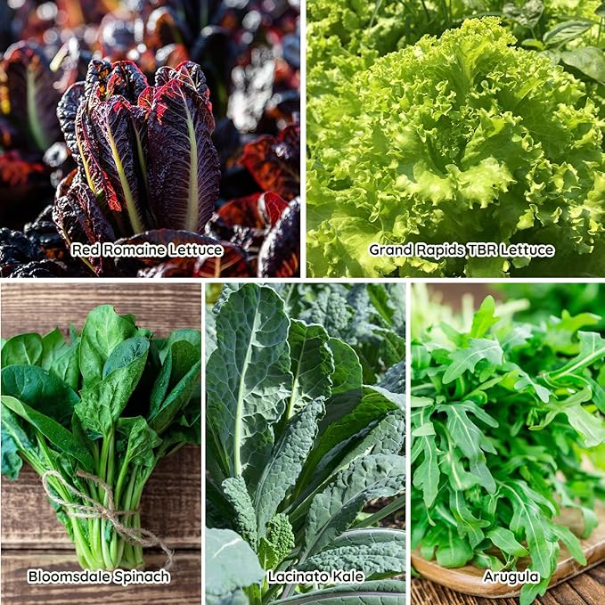 Heirloom Lettuce Seeds - 10 Varieties, Non-GMO Seeds for Planting - Includes Spinach, Kale, Arugula, Romaine, Iceberg, Buttercrunch & More, Home Garden & Hydroponic Seeds