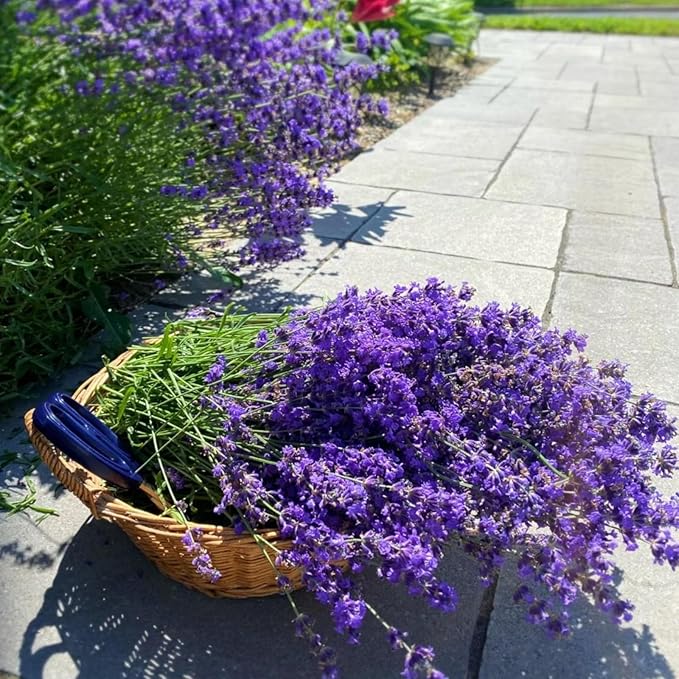 10000+ Lavender Seeds for Planting - Perennial English Lavender Non-GMO Heirloom Seeds Carpet Perennial Flower for Garden Indoor Outdoor