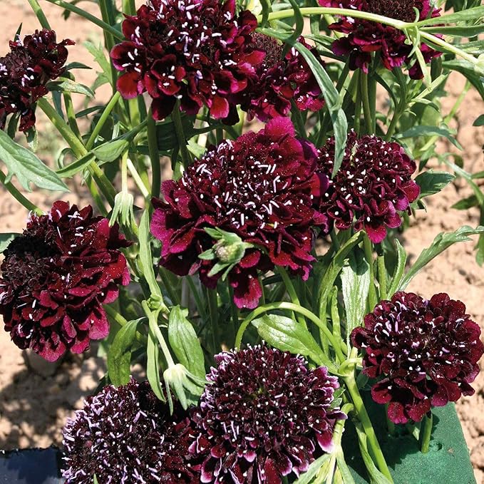 Outsidepride Burgundy Beau Scabiosa Seeds - 100 Pcs Perennial Pincushion Flower Seeds That Attract Pollinators, Upright & Neat Growth Habit for Small Gardens, Borders, Containers, & Xeriscaping