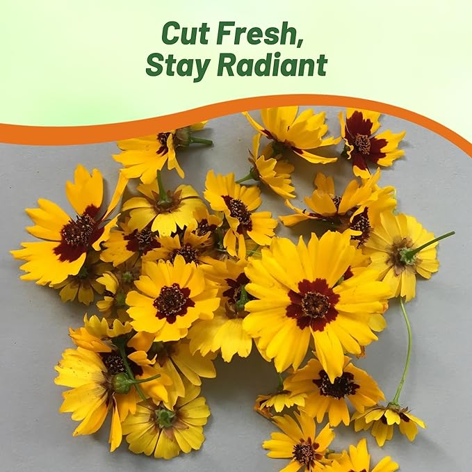 Outsidepride Plains Coreopsis Seeds - 1 lb. Annual, Drought & Humidity Tolerant, Flower Seeds for Planting Vibrant Bicolored Blooms, Ideal for Xeriscaping and Low Maintenance Gardens