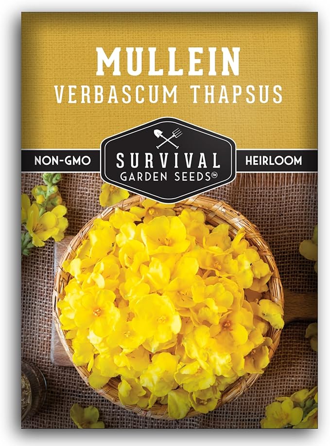 Mullein Seeds for Planting - Verbascum Thapsus Medicinal Biennial Herb with Tall Yellow Flowers - Heirloom Non-GMO Open Pollinated Pollinator Friendly - Survival Garden Seeds (1 Pack)