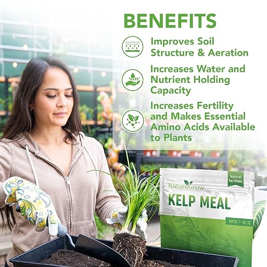 Kelp Meal1-0-2 Natural Plant Food, Boost Plant Health and Yield! (6lb)