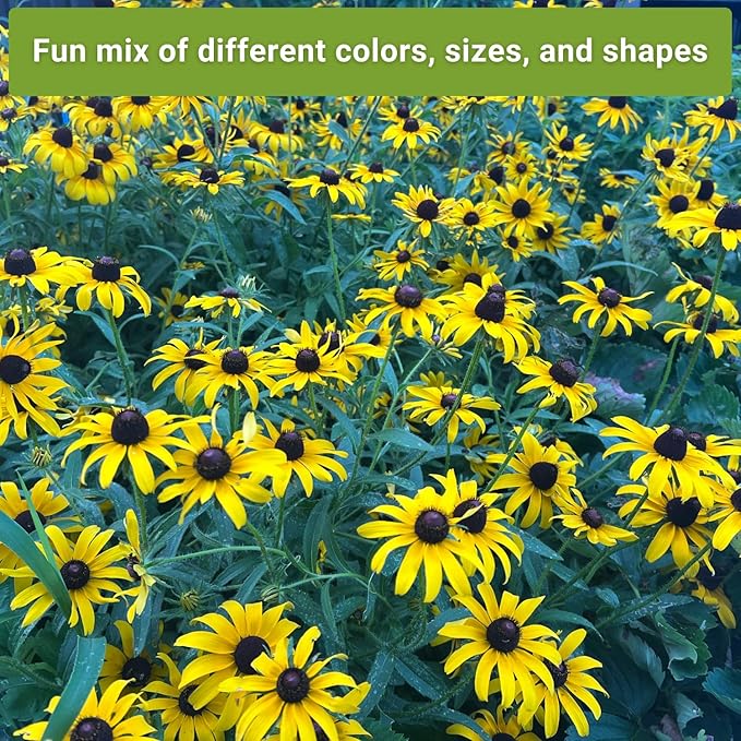 Sow Right Seeds - Perennial Three Flower Garden Seed Collection for Planting - Black-Eyed Susan, Shasta Daisy, Purple Coneflower - Non-GMO Heirloom Packets Home Gardening - Attract Local Pollinators