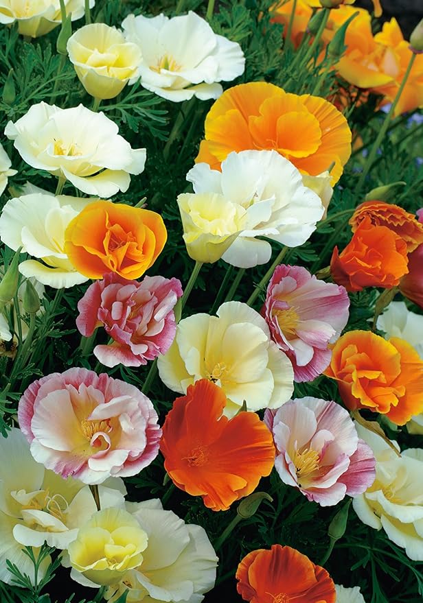 KIRA SEEDS - Seeds California Poppy Mix - Eschscholzia californica - Perennial Flowers for Planting