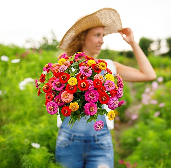 Eden Brothers Zinnia Seeds - Lilliput Mix, Non-GMO Seeds for Planting, Packet | Low-Maintenance Flower Seeds, Plant During Spring, Zones 3, 4, 5, 6, 7, 8, 9, 10