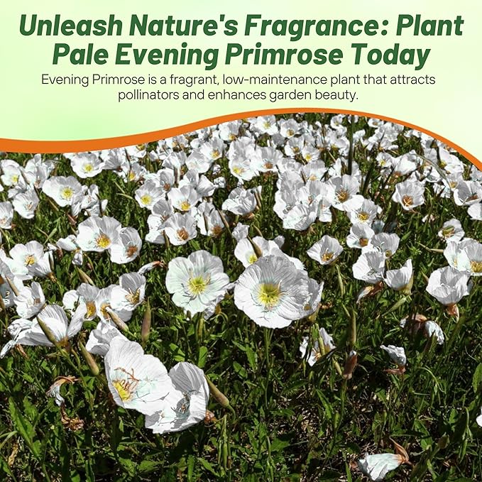 Outsidepride Pale Evening Primrose Seeds - 2000 Pcs Perennial Oenothera Pallida - Fragrant, Drought-Tolerant White Buttercup Blooms for Xeriscaping, Easy-to-Grow, Pollinator-Friendly, Low Maintenance