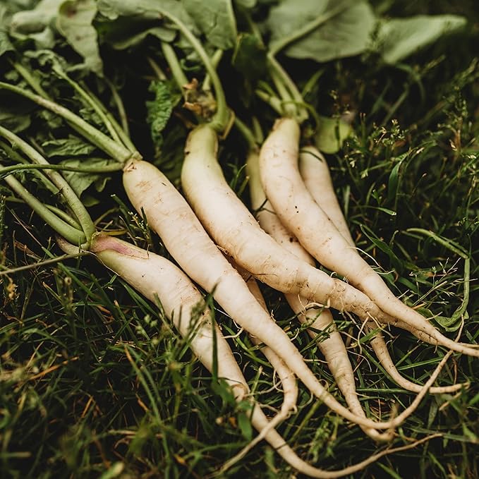 White Icicle Radish - 150 Seeds - Tender, Long, White Roots, Fast Growing & Cold Tolerant, Non-GMO Heirloom Radish Seeds for Planting in The Home Garden, Thresh Seed Company
