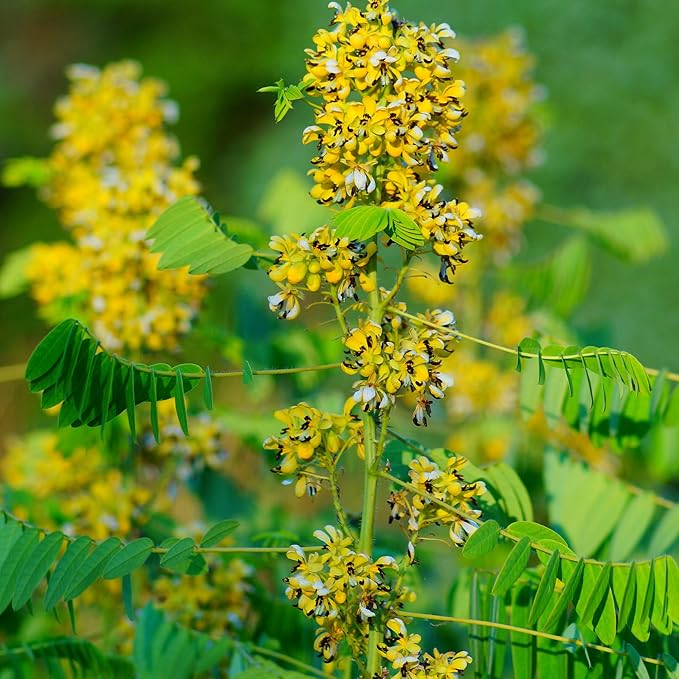 Outsidepride Wild Senna Seeds - 200 Pcs. Perennial, Low Maintenance & Pollinator Friendly, Herb Seeds for Planting Tall, Vibrant Yellow Blooms for Garden Beds, Borders & Wildflower Meadows