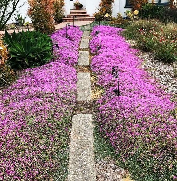 1500+ Creeping Thyme Seeds Purple Pink Ground Cover Heirloom, Non-GMO, Perennial