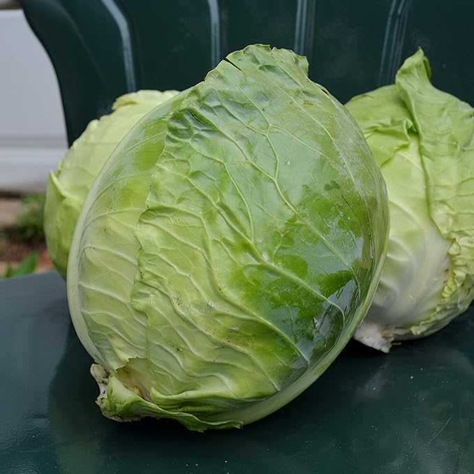 Danish Ballhead Cabbage - 100 Seeds - Heirloom & Open-Pollinated Variety, Non-GMO Vegetable Seeds for Planting Outdoors in The Home Garden, Thresh Seed Company