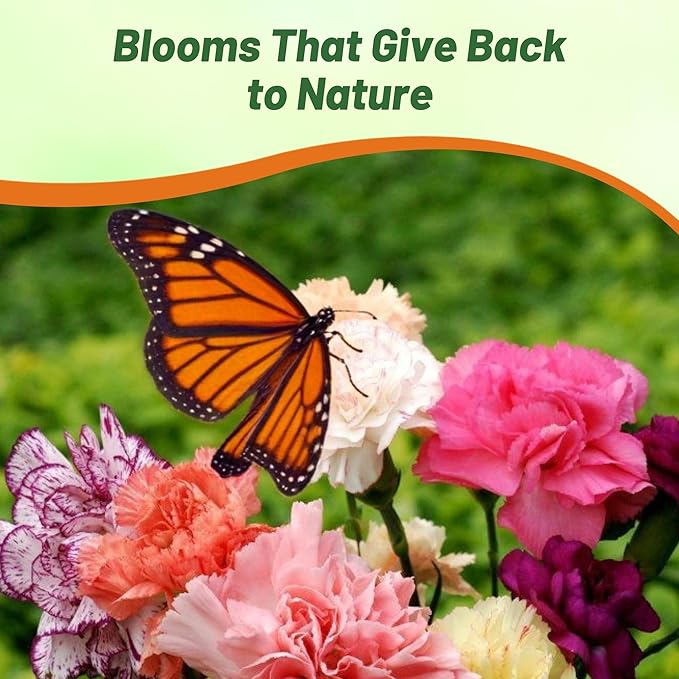 Outsidepride Chabaud Mix Carnation Seeds - 2000 Pcs Perennial, Easy to Grow Flower Seeds for Planting with Fragrant Blooms, Ideal for Pollinators, Cutting Gardens, Bouquets, & Floral Arrangements