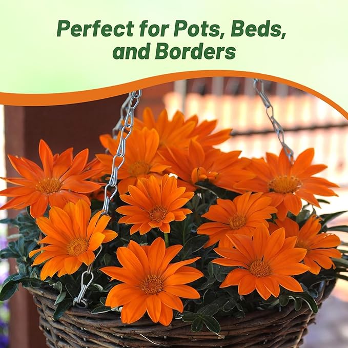 Outsidepride New Day Orange Gazania Seeds for Planting – 50 Pcs Perennial, Low-Maintenance, Drought-Tolerant Ground Cover Seeds for Vibrant Summer & Fall Flowers, Great for Outdoor Gardens