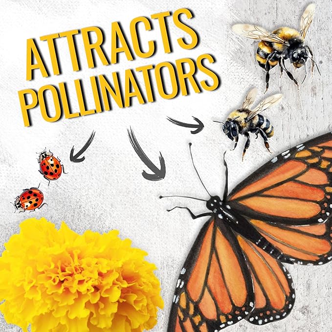 Seed Needs Crackerjack Marigold Seeds for Planting - Heirloom & Open Pollinated Annual Flowers - Plant a Butterfly Garden to Attract Pollinators (2 Packs)