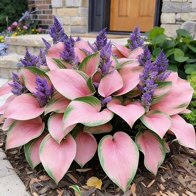 Hosta Seeds for Planting, 280+ Mixed Hosta Seeds, Perennial Flower Palnts, Non-GMO Heirloom Hosta Flower Seed for Home Garden Outdoor