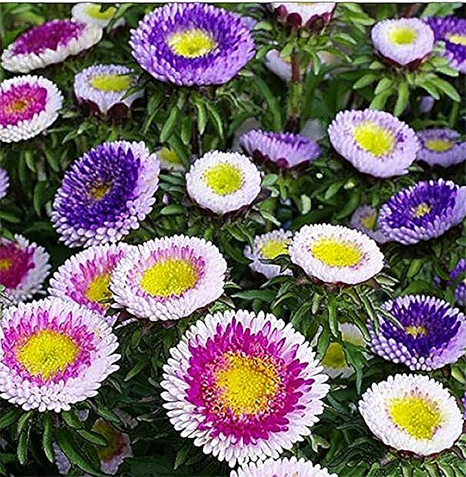 Pompon Aster Mix Seeds - Approximately 1000 Seeds