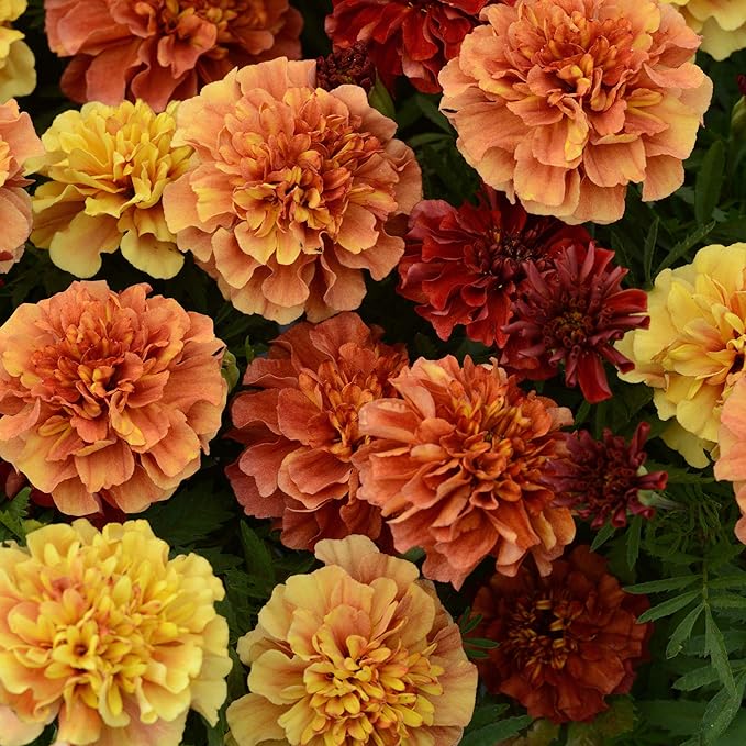 Outsidepride Strawberry Blonde French Marigold Seeds - 100 Pcs Annual, Compact, Heat & Drought Tolerant Flower Seeds for Planting w/Unique Multicolor Blooms, Ideal for Vibrant Pollinator Gardens