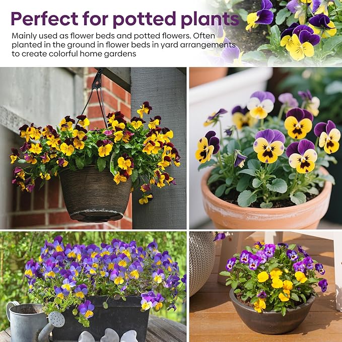 Groundio Johnny Jump Up Seeds, 10000+ Perennial Wild Violet Seeds for Planting, Edible Flowers, Non-GMO | Heirloom | Attracts pollinators, Grown in The USA