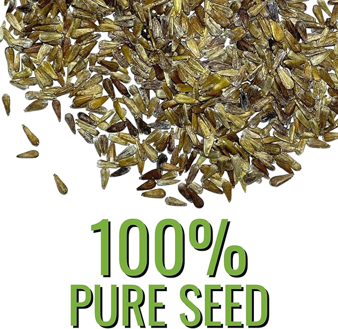 Seed Needs Crego China Aster Seeds for Planting - Heirloom & Untreated - Grow a Butterfly Garden with a Mixture of Colorful Cut Flowers to Pair with Zinnias (2 Packs)