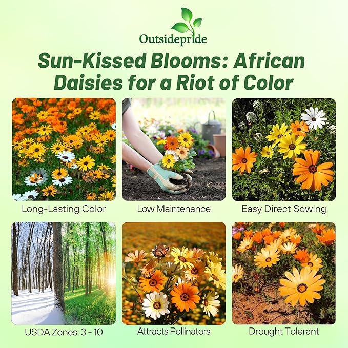 Outsidepride Mix African Daisy Seeds - 1/4 lb. Annual Flower Seeds for Planting Outdoors with Long-Lasting Blooms, Drought-Tolerant, Easy to Grow for Sunny Gardens & Borders