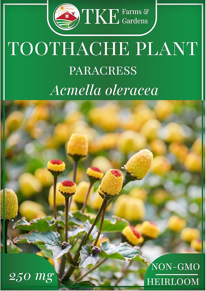 TKE Farms & Gardens - Toothache Plant Seeds for Planting, 1000 Non-GMO Heirloom Buzz Button Seeds, Electric Daisy, Szechuan Button, Includes Easy Growing Instructions, 250mg Packet, Qty 1