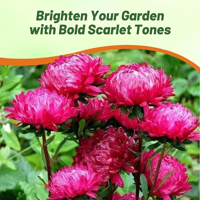 Outsidepride Paeony Aster Seeds - 1,000 Pcs Annual, Hardy & Pollinator Friendly Flower Seeds for Planting Vibrant Double Incurved Scarlet Petals, Ideal for Meadows & Aesthetic Gardens