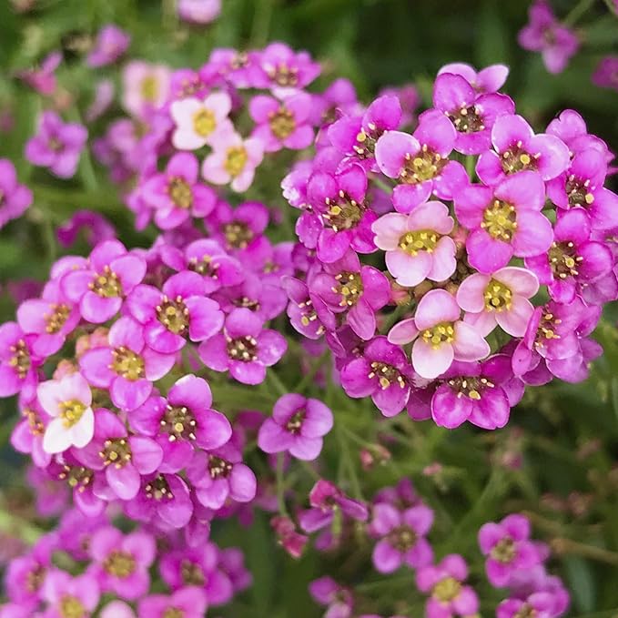 Seed Needs Dwarf Pink Alyssum Seeds for Planting - Heirloom & Open Pollinated Flower Seed to Plant Low Growing Tender Perennial Flowers for Rock Gardens, Pots & Containers (2 Packs)