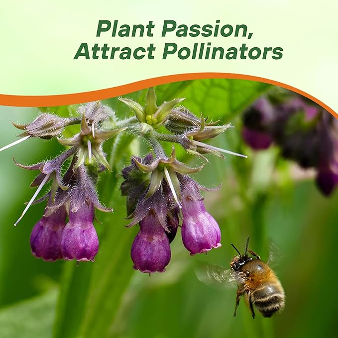 Outsidepride Comfrey Seeds - 100 Pcs. Perennial, Drought-Tolerant & Low Maintenance, Herb Seeds for Planting Tall, Vibrant Bell-Shaped Purple Blooms for Versatile Uses & Pollinator Gardens