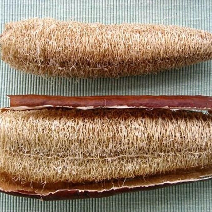 30 Super Long Luffa Gourd Seeds – Non-GMO Climbing Vegetable for Vertical Gardening and Home Gardens