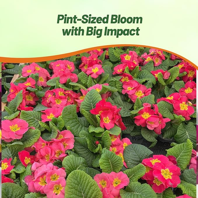 Outsidepride Danessa Pink Shades Common Primrose Seeds - 50 Pcs Annual, Hardy, Easy to Grow & Low Maintenance Flower Seeds for Planting Vibrant Blooms, for Containers, Borders & Erosion Control