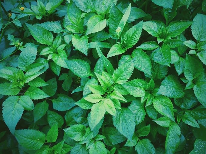 Seeds Mint Peppermint Mentha Medicinal Herbs Garden for Planting Non GMO 1000 Seeds