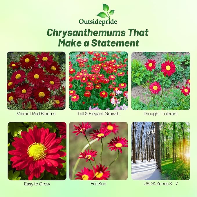 Outsidepride Robinson's Red Chrysanthemum Seeds - 5000 Pcs. Perennial, Drought Tolerant Flower Seeds for Planting in Pollinator Gardens, Cut Flowers & Low Maintenance Landscaping
