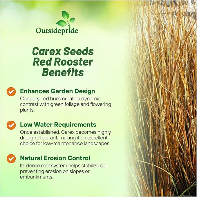 Outsidepride 200 Seeds Perennial Carex Buchananii Red Rooster Ornamental Grass Seed for Planting
