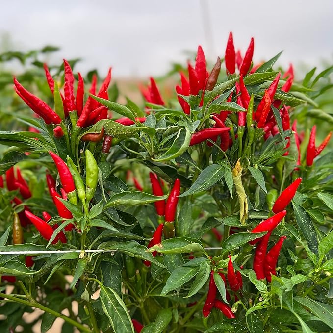 McCabe Organic Sun-Dried Red Chili Pepper - Dried Japanese Variety Chili Peppers | Rich with Vitamin D & Minerals | USDA and CCOF Certified | Product of USA | 50g (Japanese Pepper/Yatsufusa Variety)