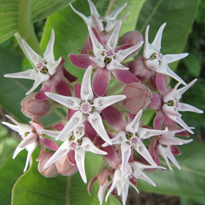 Seed Needs Showy Milkweed Seeds for Planting - Untreated & Open Pollinated, Attracts Monarch Butterflies in a Butterfly Garden (5 Packs)